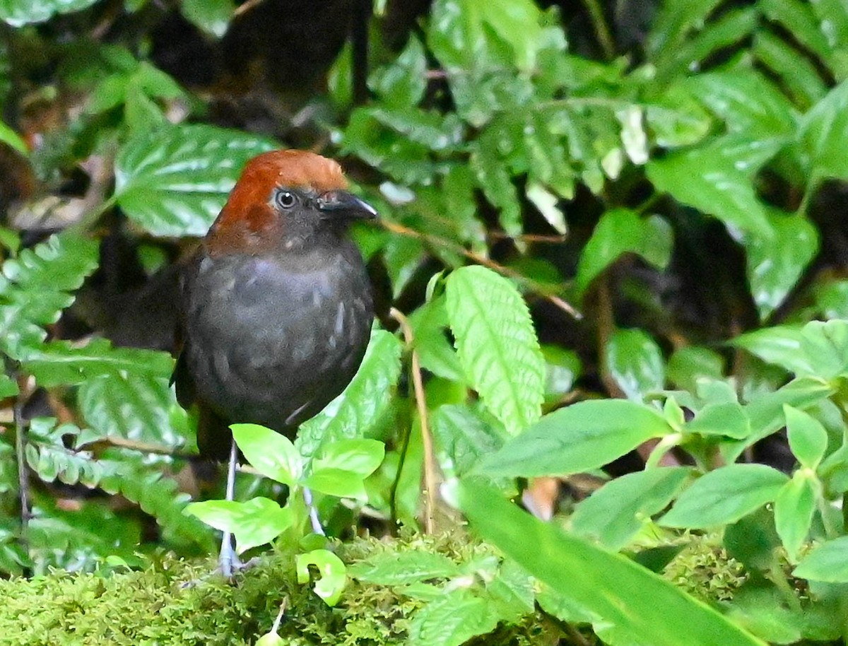 Chestnut-naped Antpitta - ML620831021