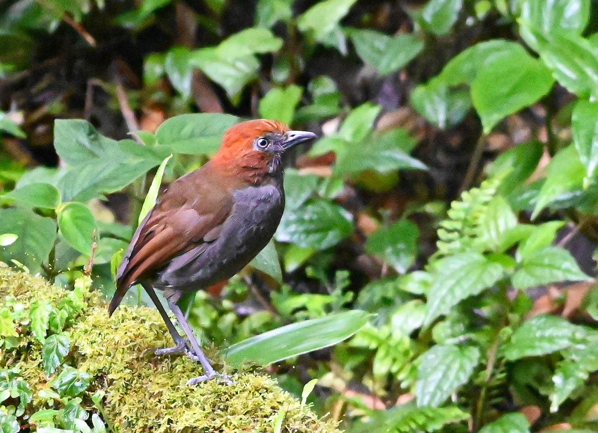 Chestnut-naped Antpitta - ML620831022