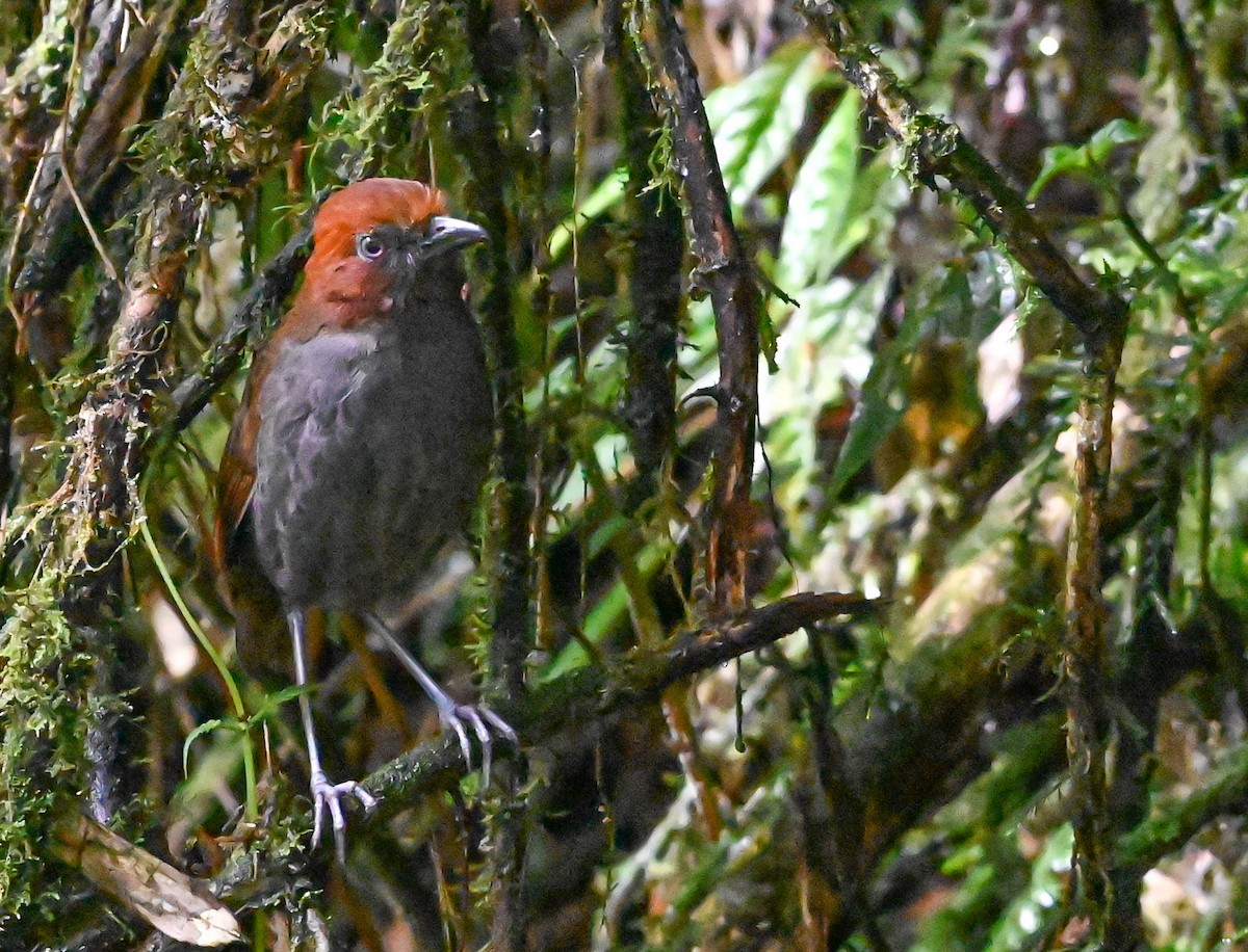 Chestnut-naped Antpitta - ML620831023