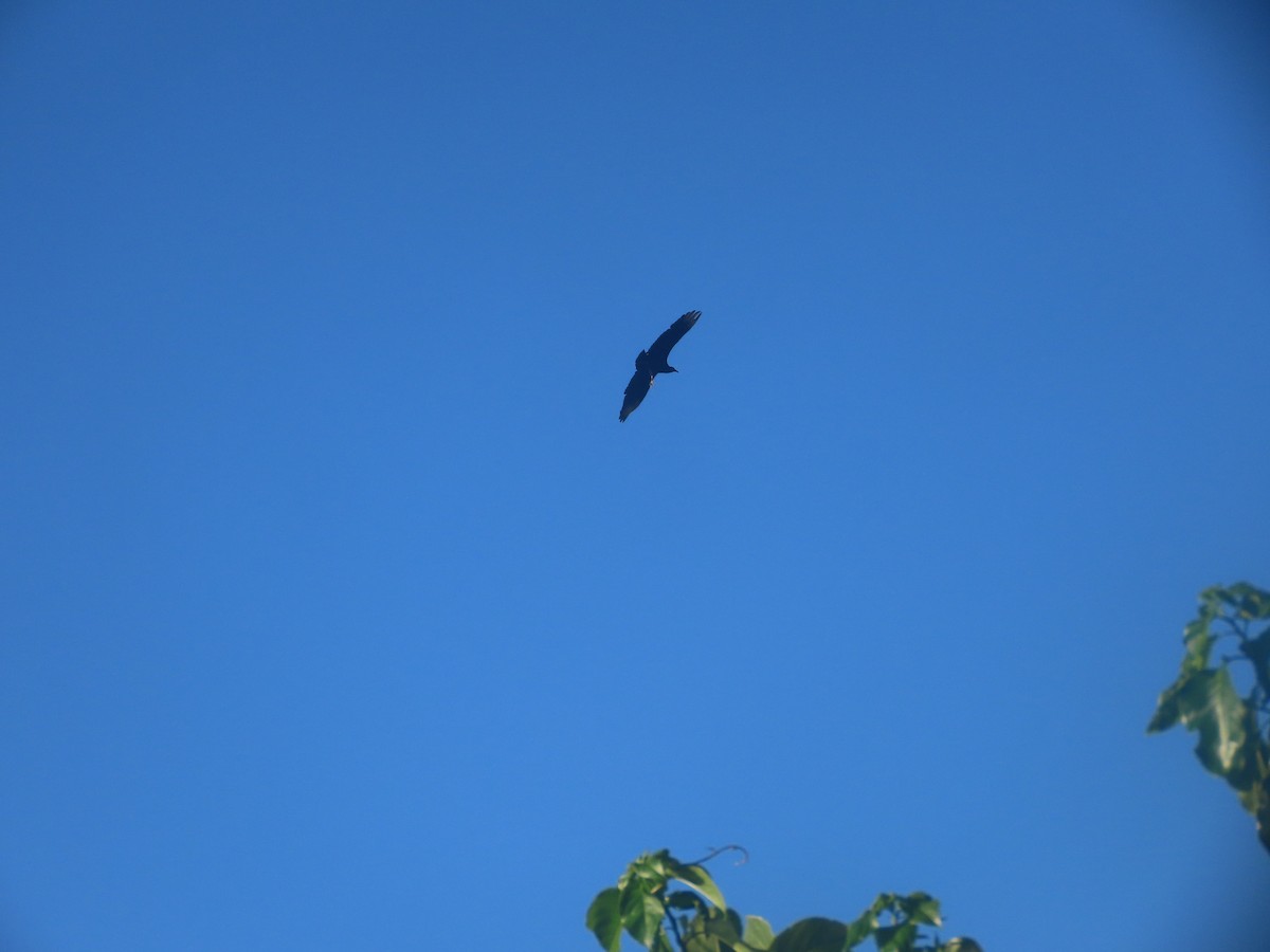 Black Vulture - ML620831027