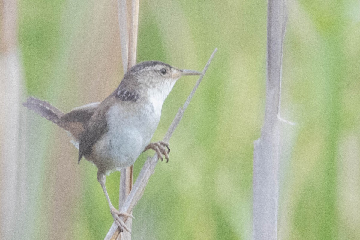 Marsh Wren - ML620831029