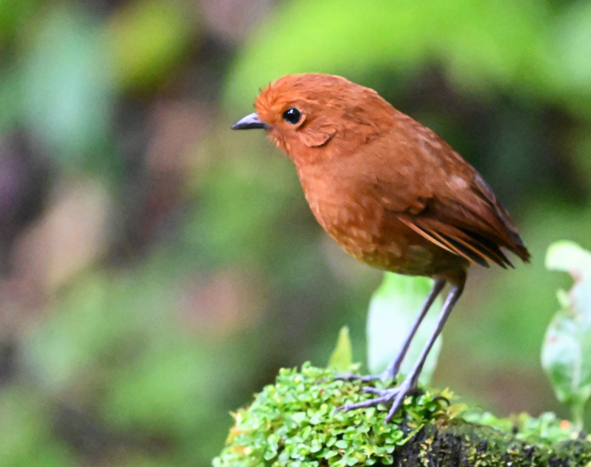 Chami Antpitta - ML620831032