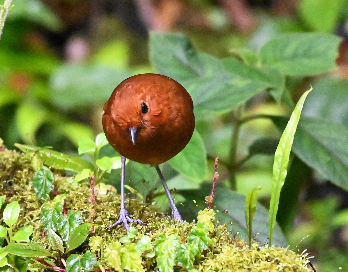 Chami Antpitta - Guillermo Padierna