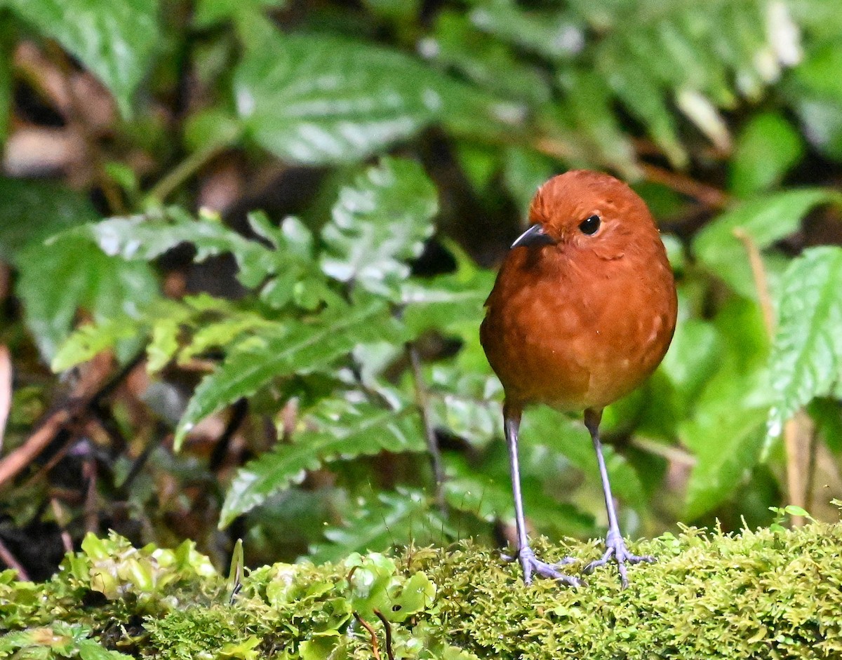 Chami Antpitta - ML620831034