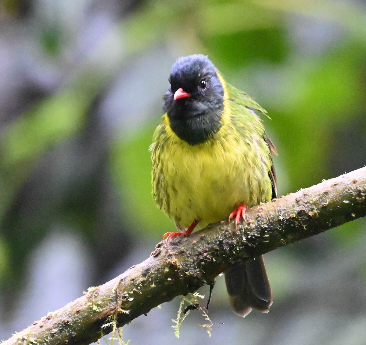 Green-and-black Fruiteater - Guillermo Padierna