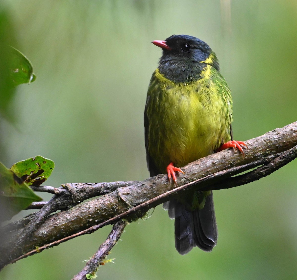 Green-and-black Fruiteater - ML620831042