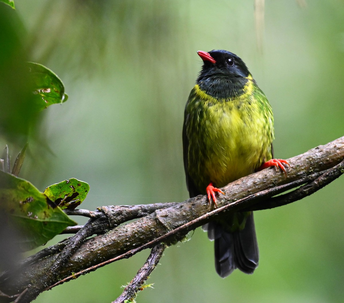 Green-and-black Fruiteater - Guillermo Padierna