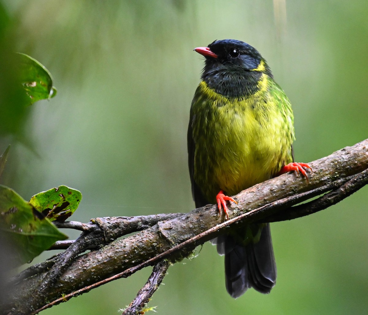 Green-and-black Fruiteater - ML620831044