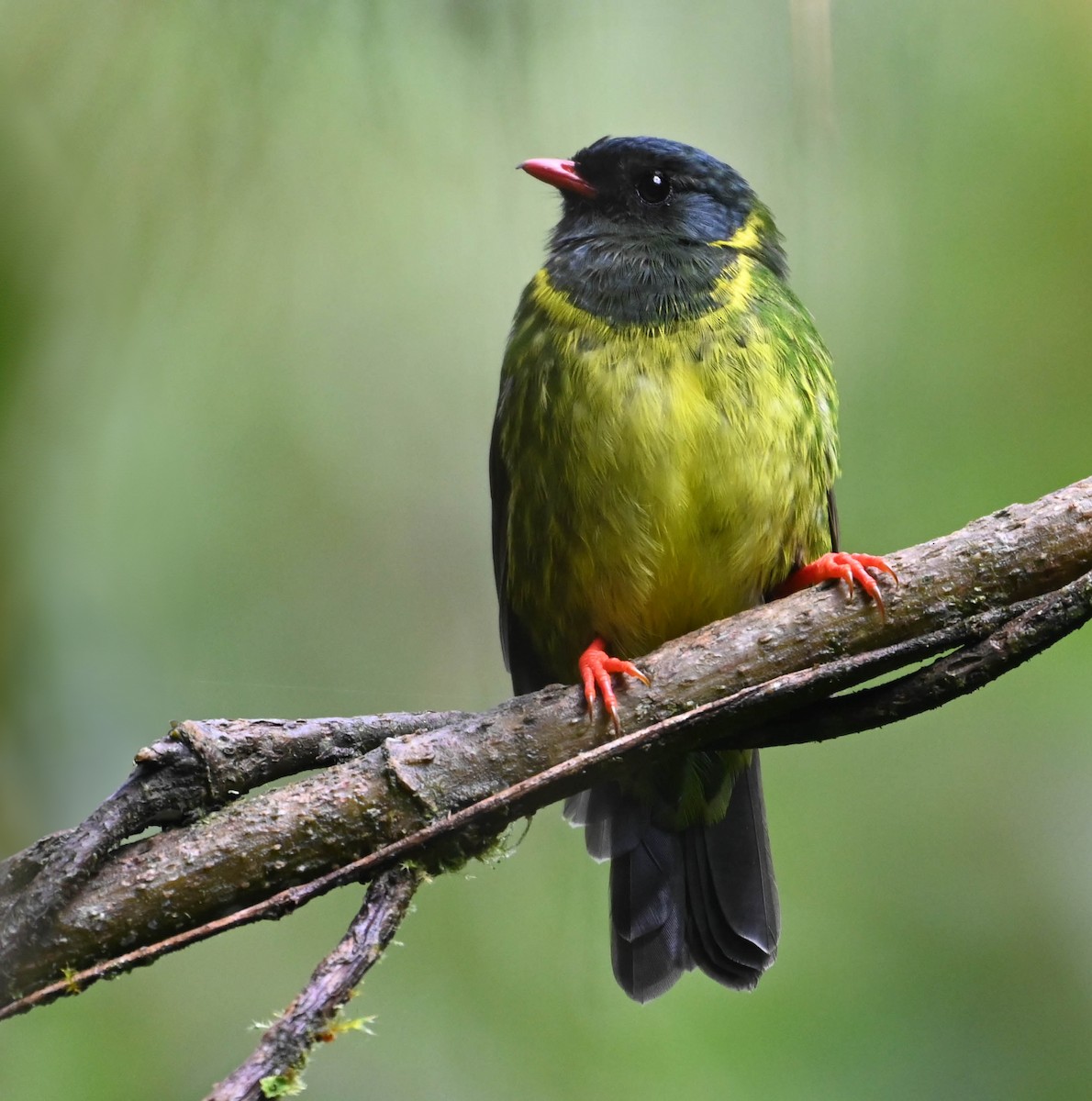 Green-and-black Fruiteater - ML620831045