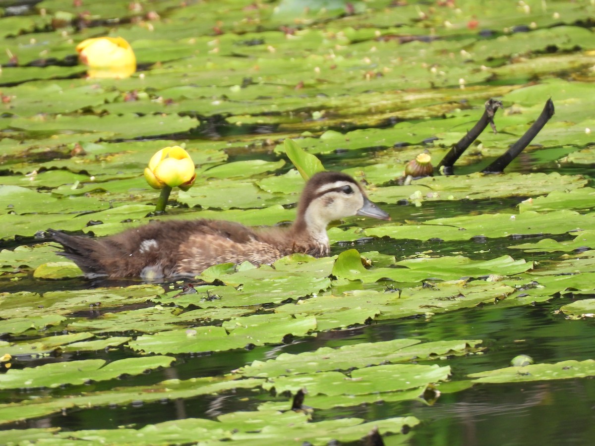 Canard branchu - ML620831052