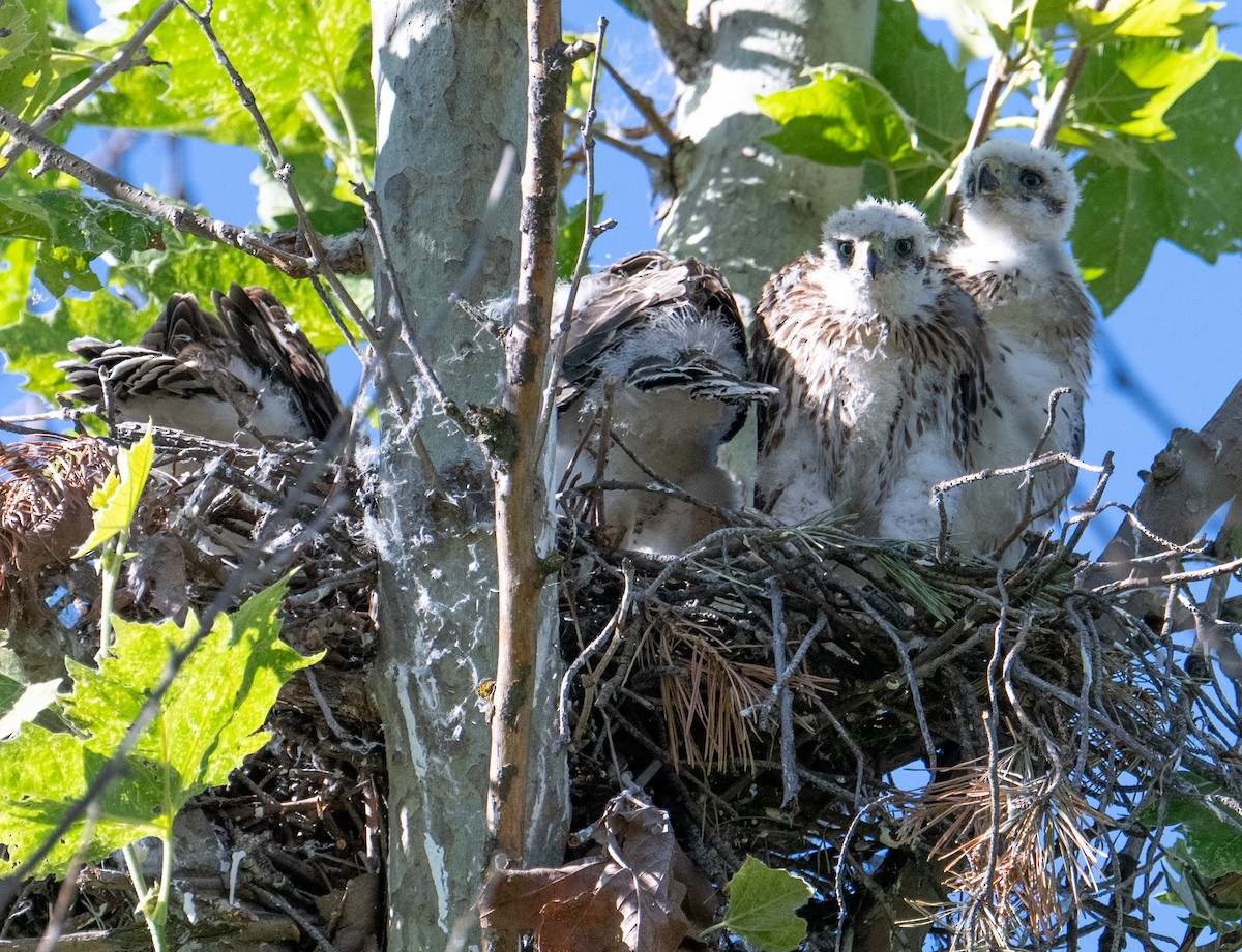 Cooper's Hawk - ML620831054