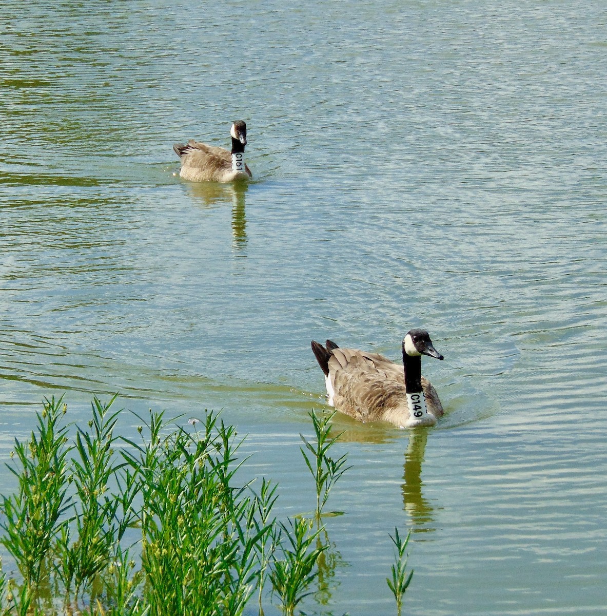 Canada Goose - ML620831055