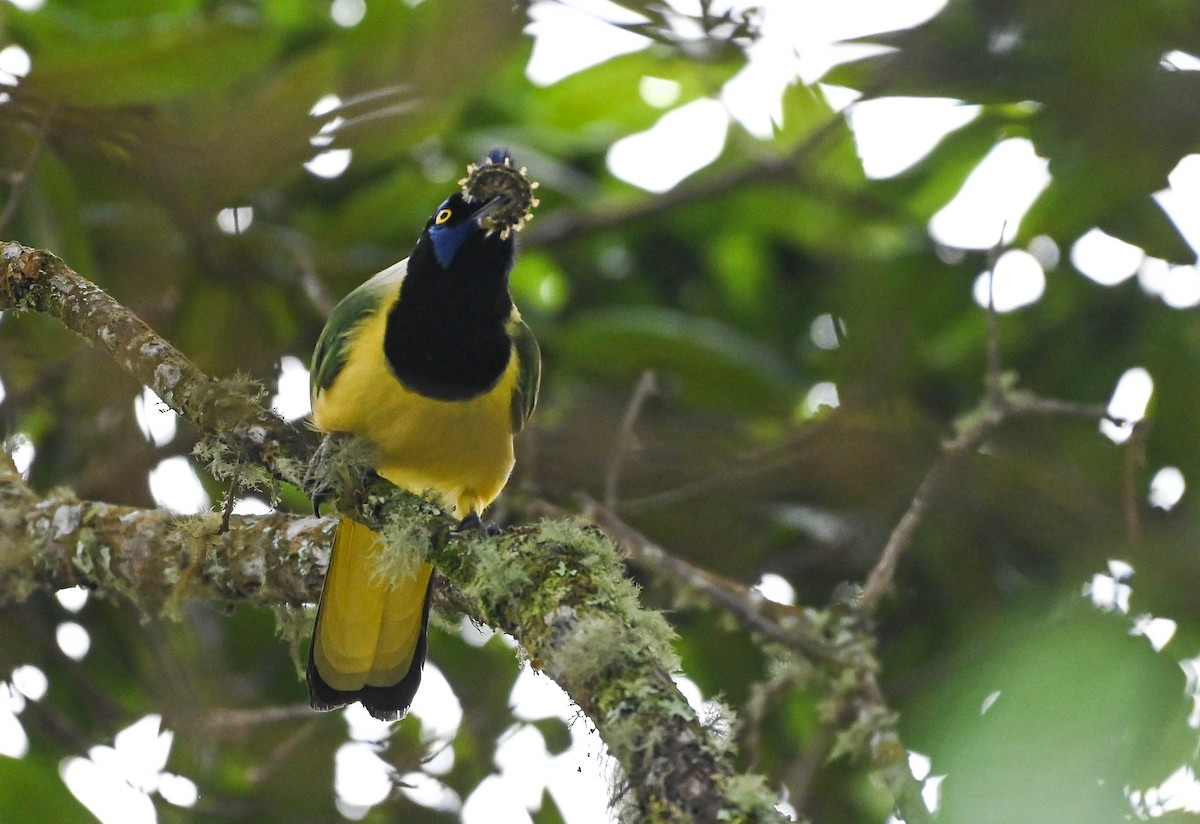 Green Jay - ML620831056