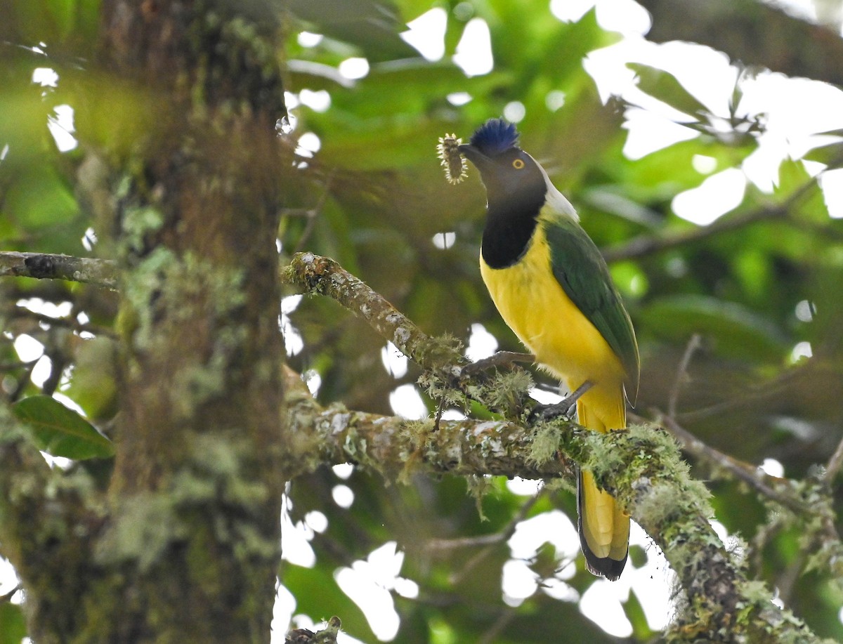 Green Jay - ML620831057