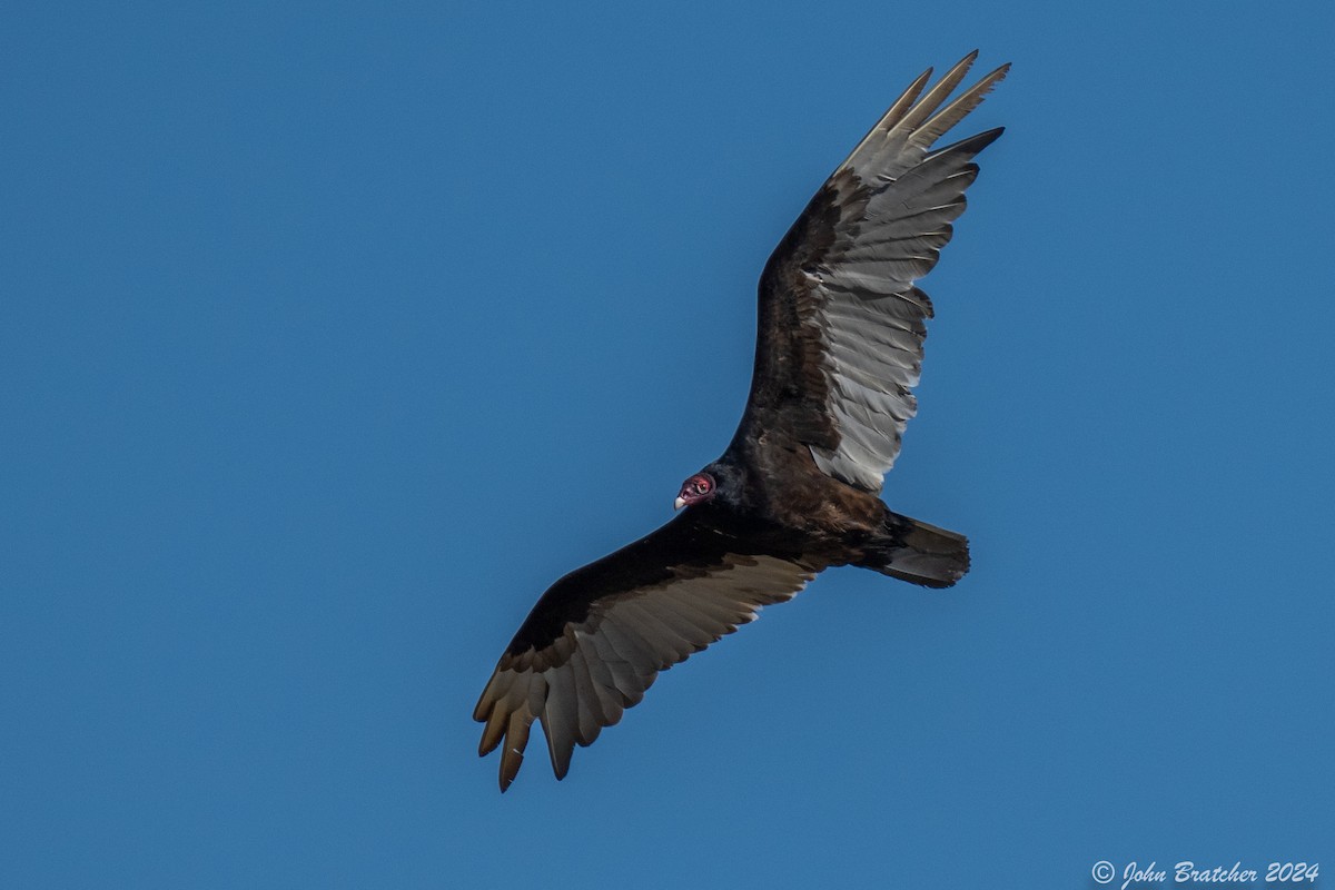 Turkey Vulture - ML620831058