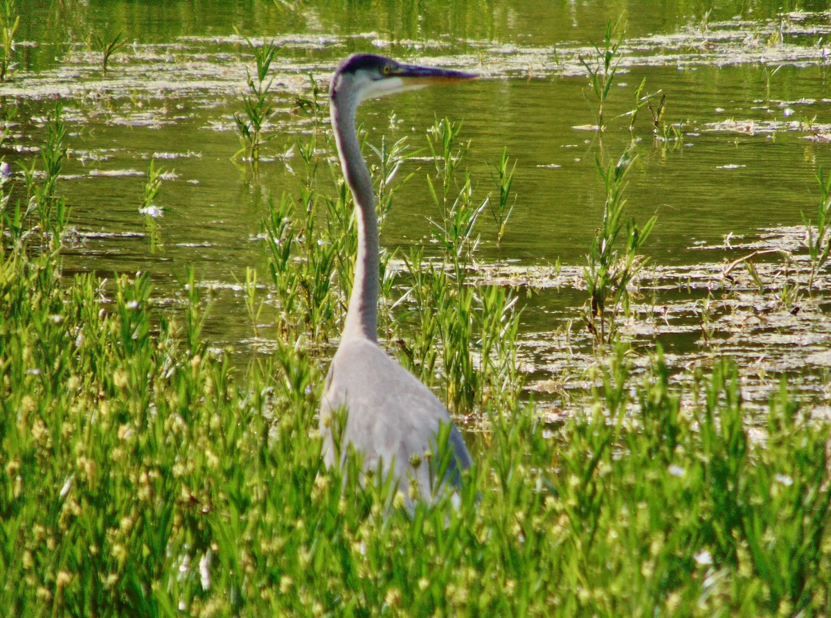 Great Blue Heron - ML620831061