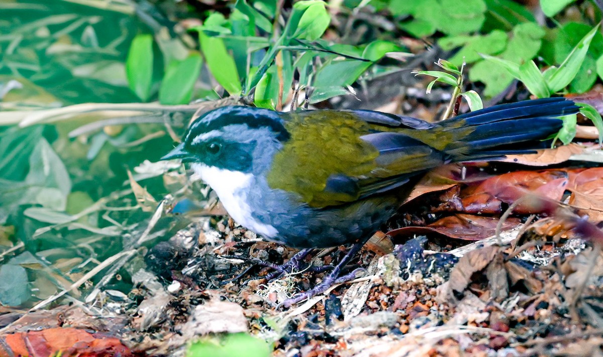 Gray-browed Brushfinch - ML620831062