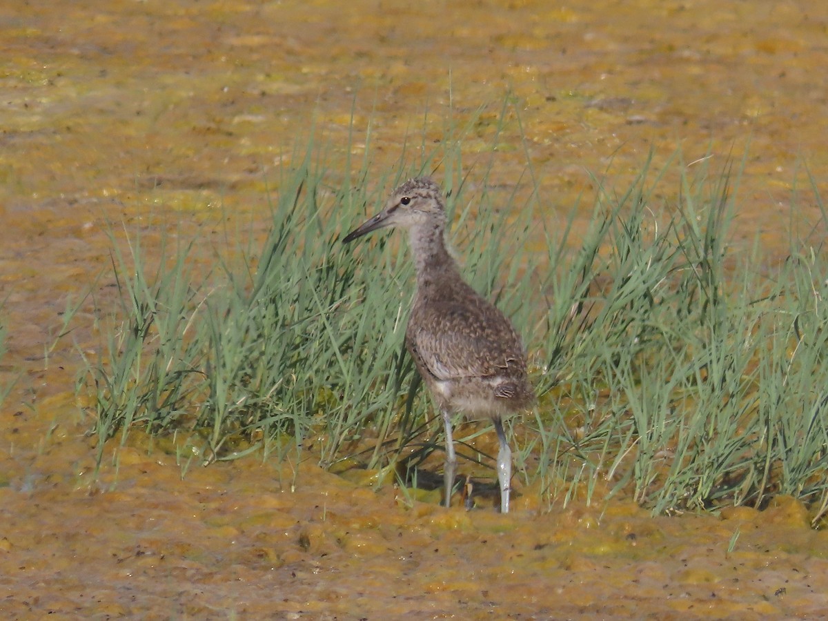 Chevalier semipalmé (inornata) - ML620831064