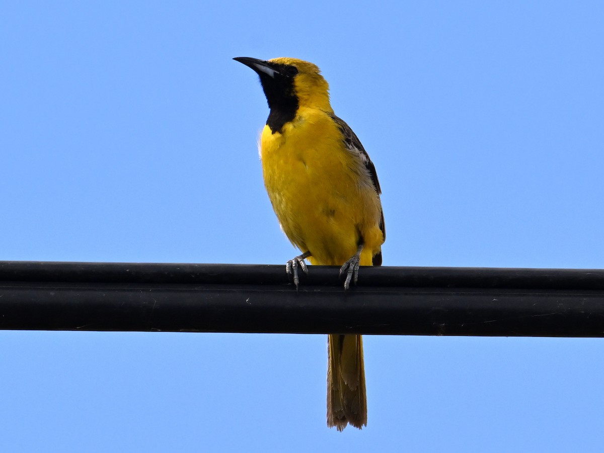 Oriole masqué - ML620831065