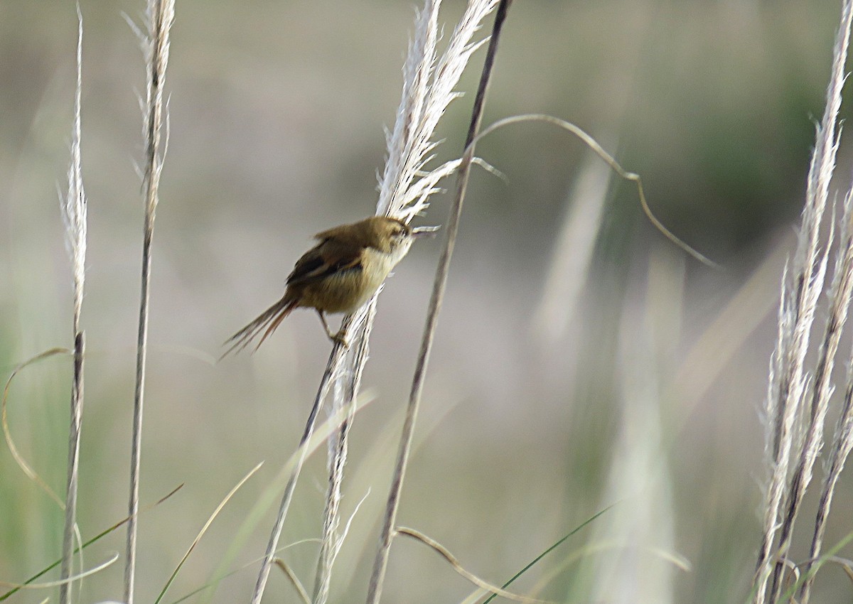 Sulphur-bearded Reedhaunter - ML620831066