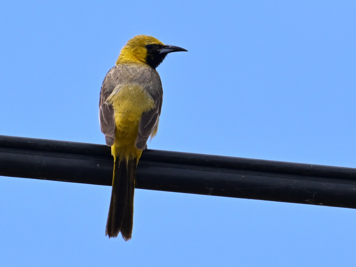 Oriole masqué - ML620831068