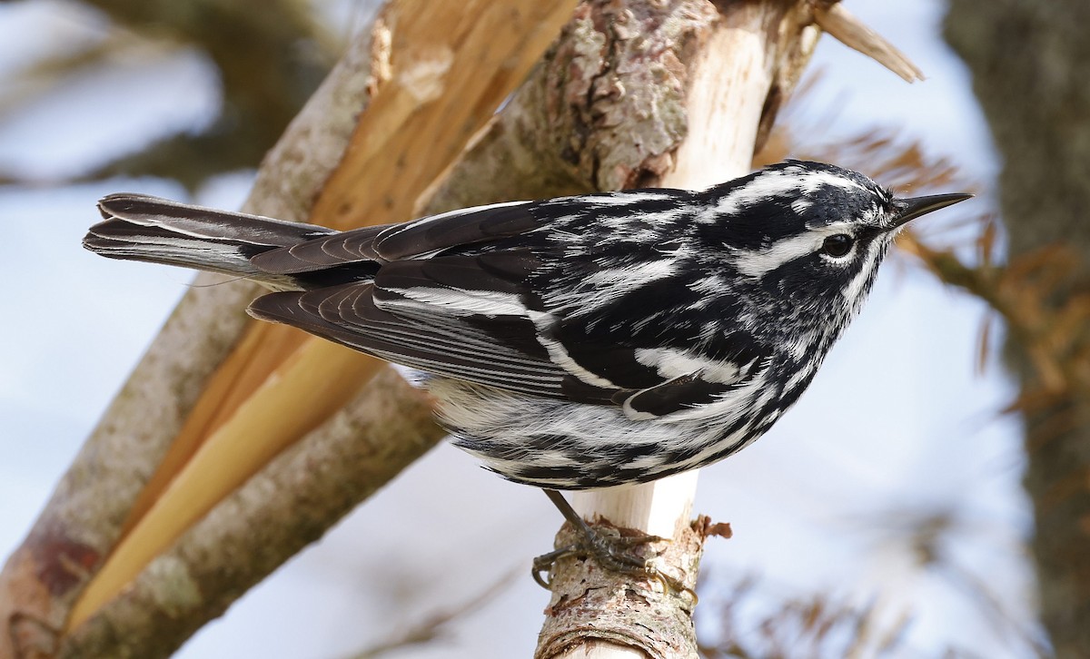 Black-and-white Warbler - ML620831071