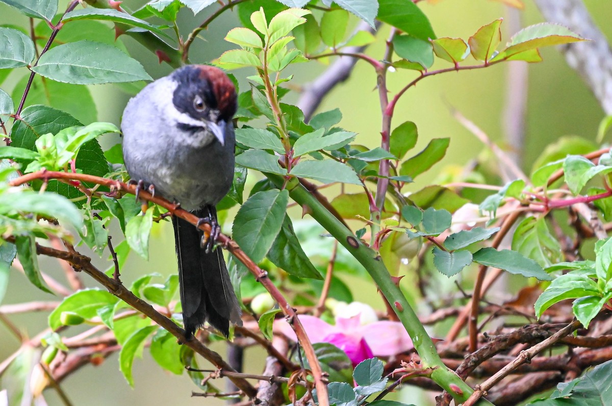 Slaty Brushfinch - ML620831072