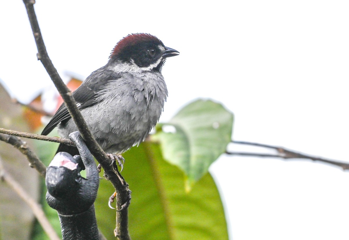 Slaty Brushfinch - ML620831073