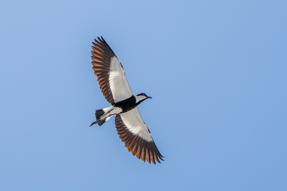 Spur-winged Lapwing - ML620831074