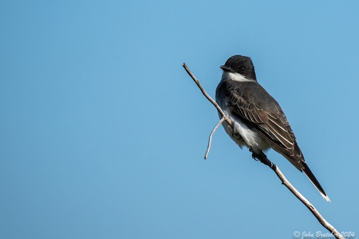 Eastern Kingbird - ML620831076