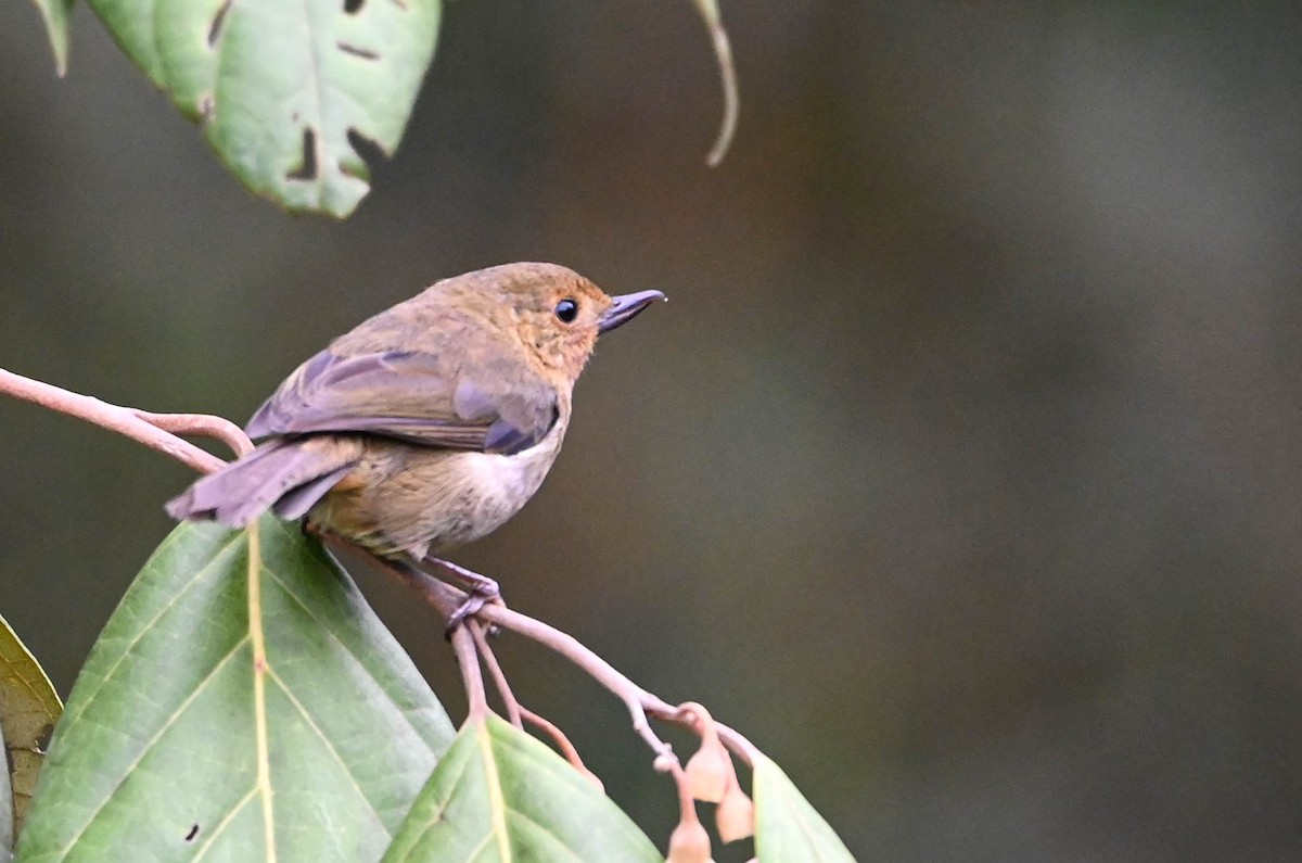 White-sided Flowerpiercer - ML620831081