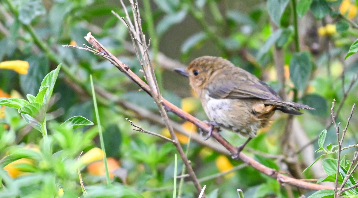 White-sided Flowerpiercer - ML620831083