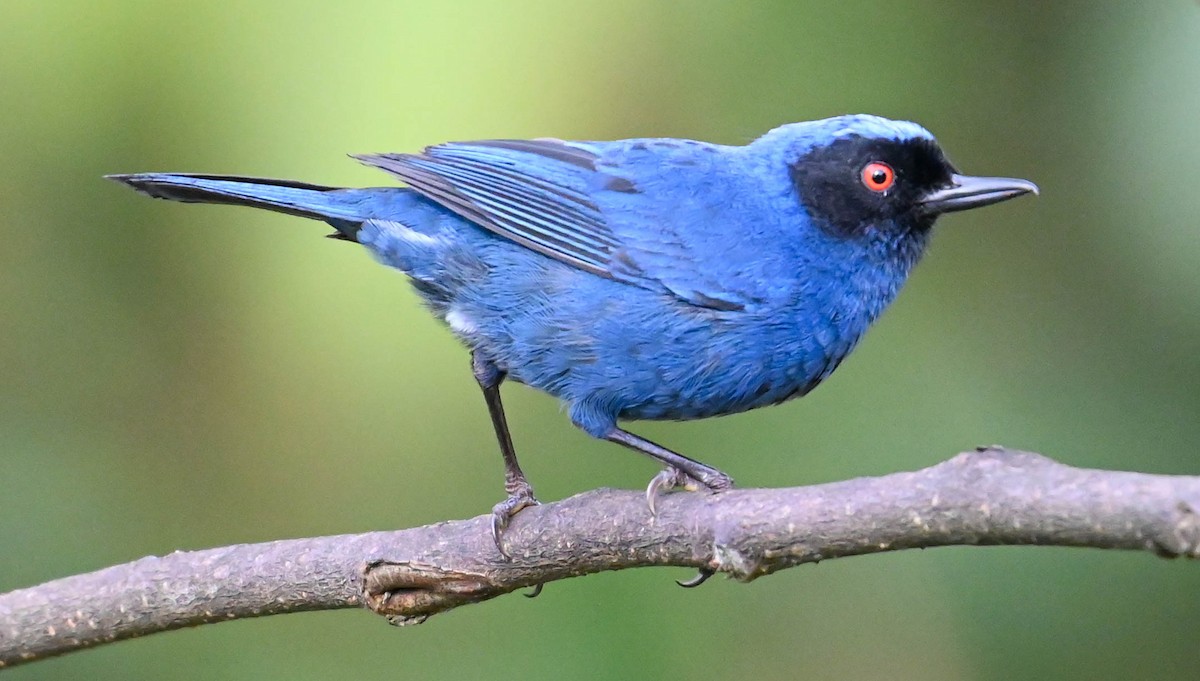 Masked Flowerpiercer - ML620831090