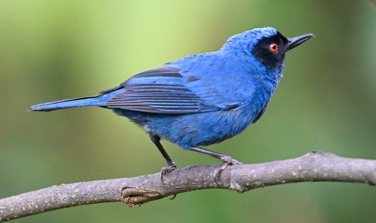 Masked Flowerpiercer - ML620831092