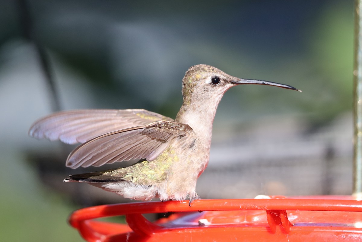 Colibrí Gorjinegro - ML620831101