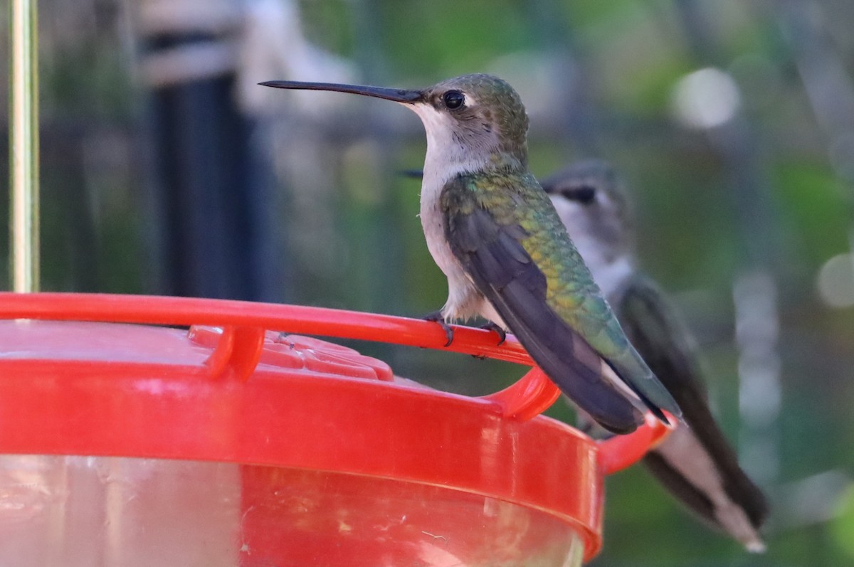 Black-chinned Hummingbird - ML620831105