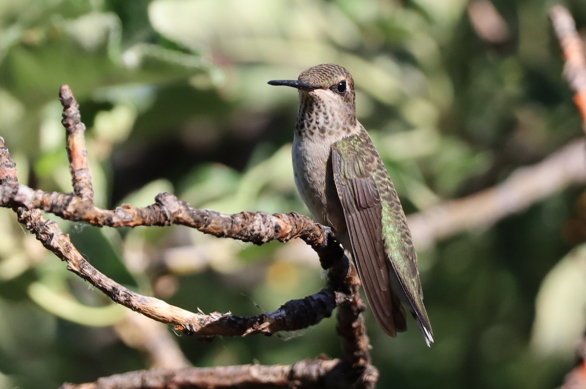 Black-chinned Hummingbird - Lillian Derwelis