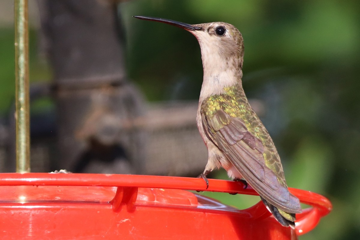 Black-chinned Hummingbird - ML620831110