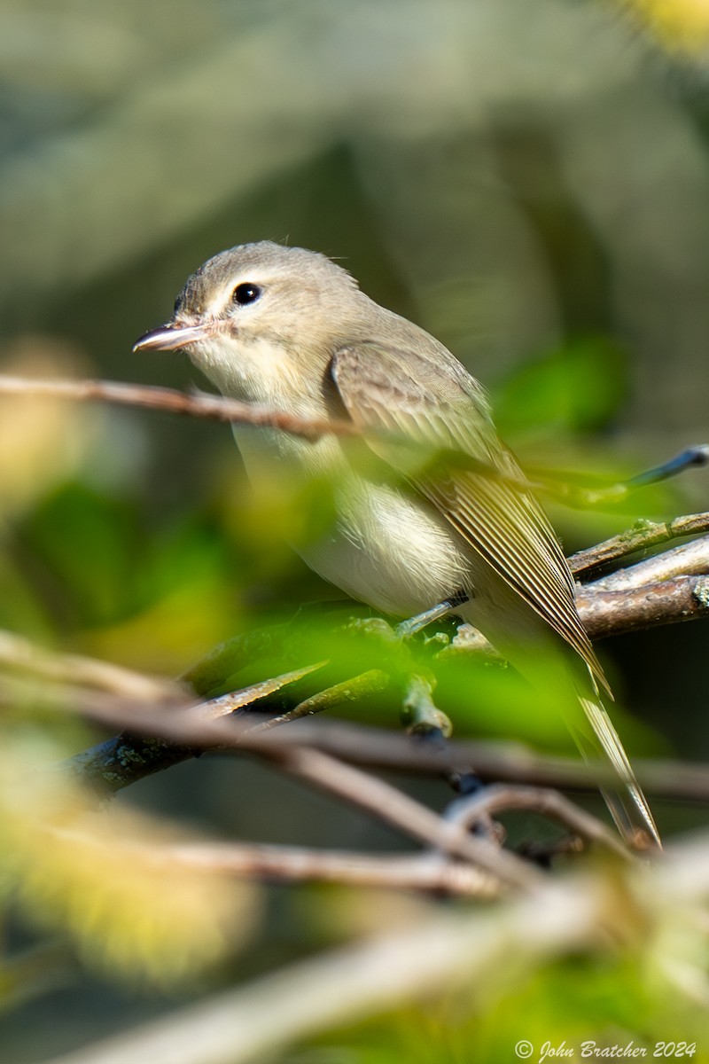 Vireo Gorjeador - ML620831111