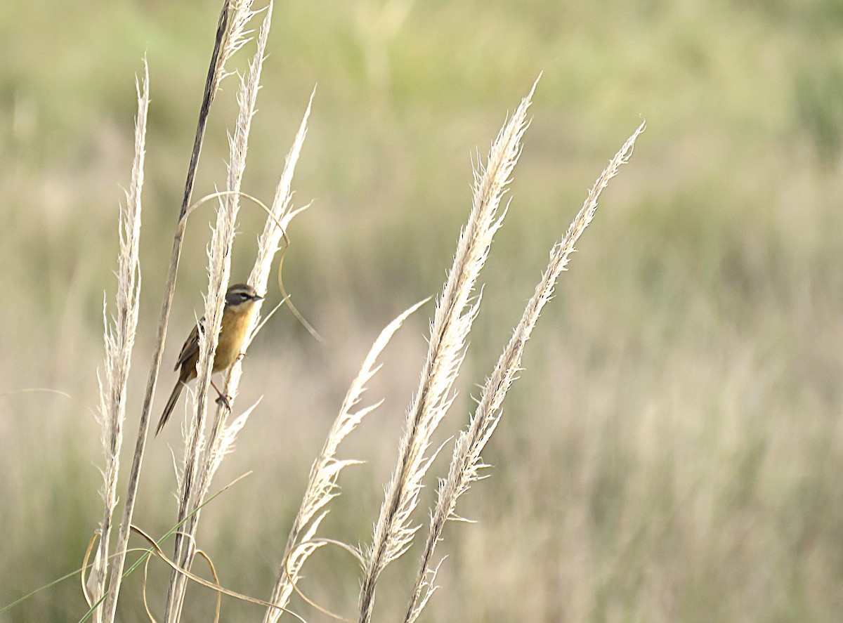 Long-tailed Reed Finch - ML620831113