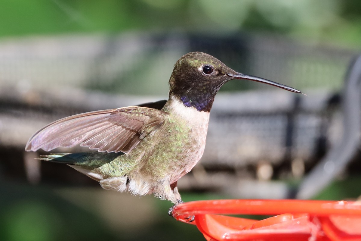 Black-chinned Hummingbird - ML620831114