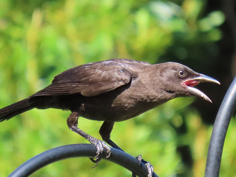 Boat-tailed Grackle - ML620831115