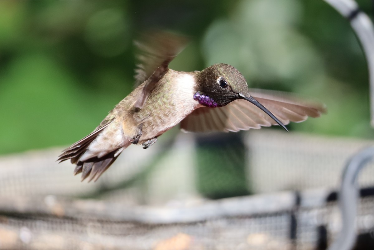 Black-chinned Hummingbird - ML620831116