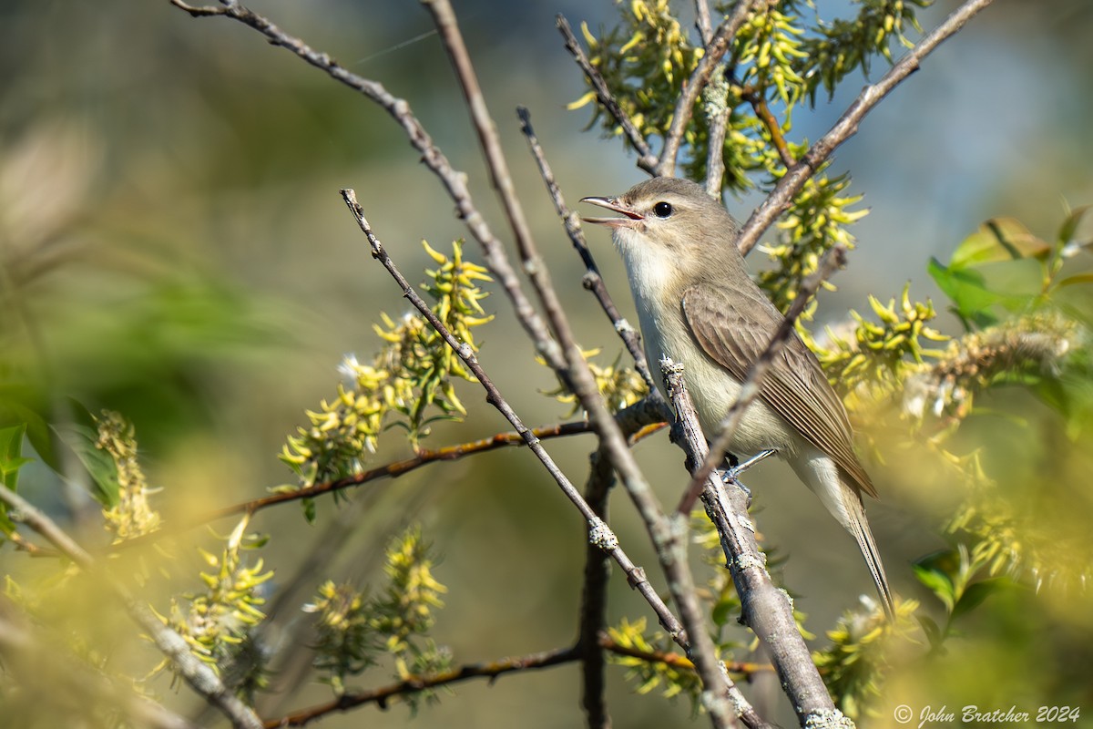 Vireo Gorjeador - ML620831117