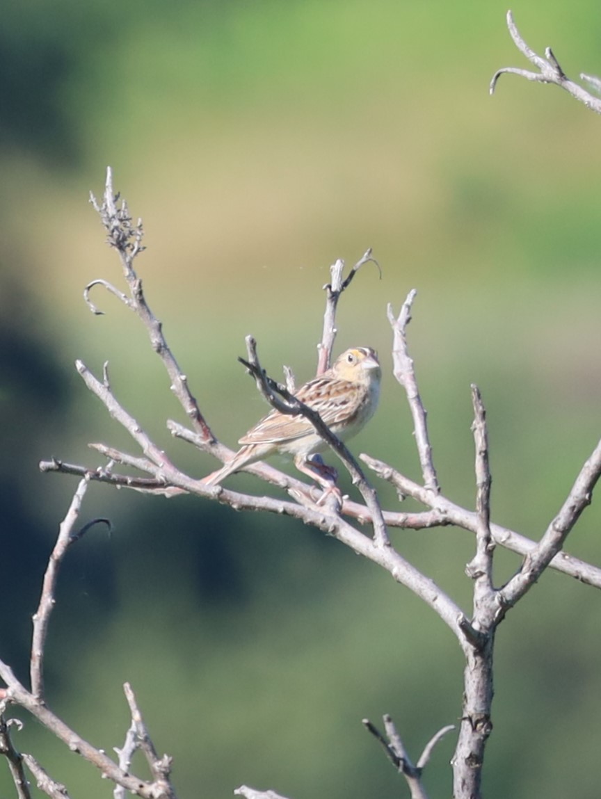 Grasshopper Sparrow - ML620831129