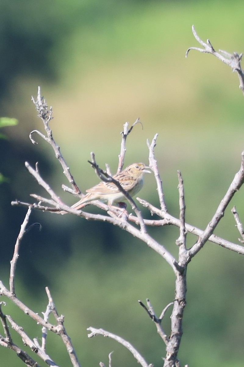 Grasshopper Sparrow - ML620831130