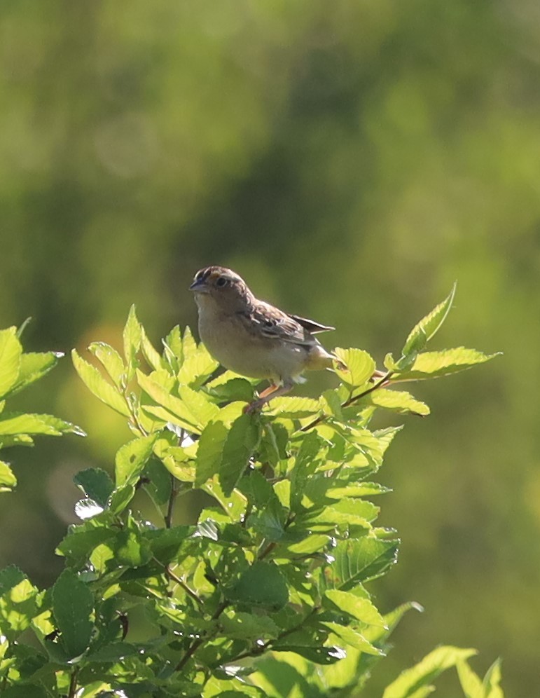 Grasshopper Sparrow - ML620831131
