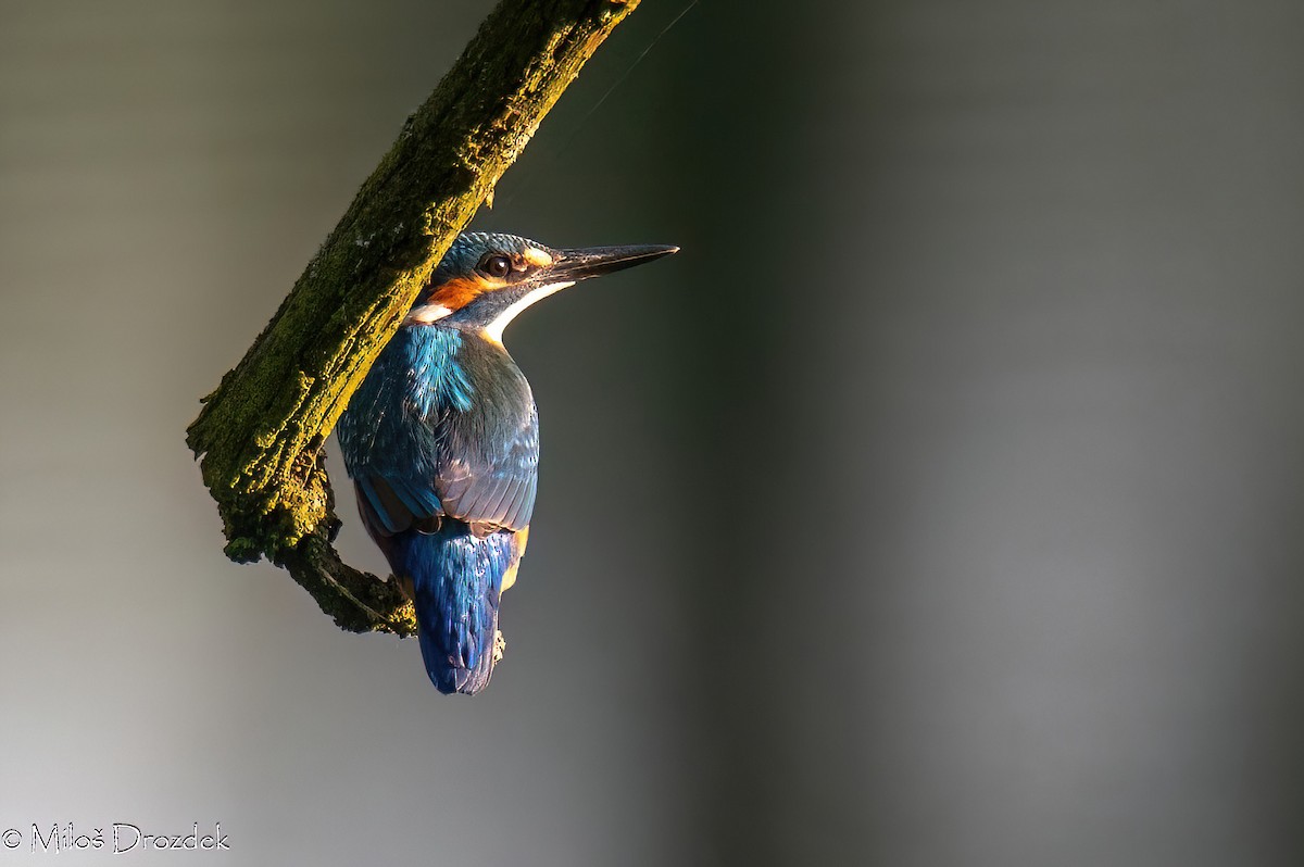 Common Kingfisher - ML620831139