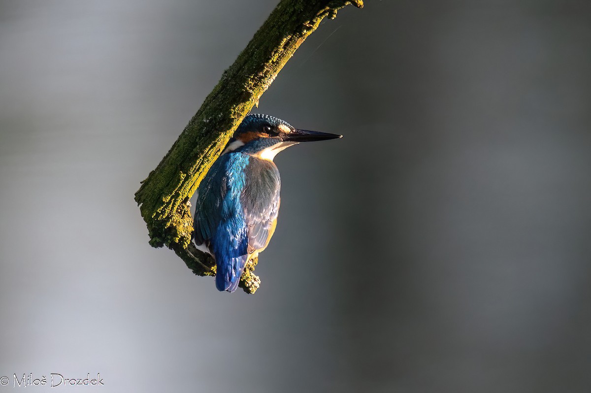 Common Kingfisher - ML620831141