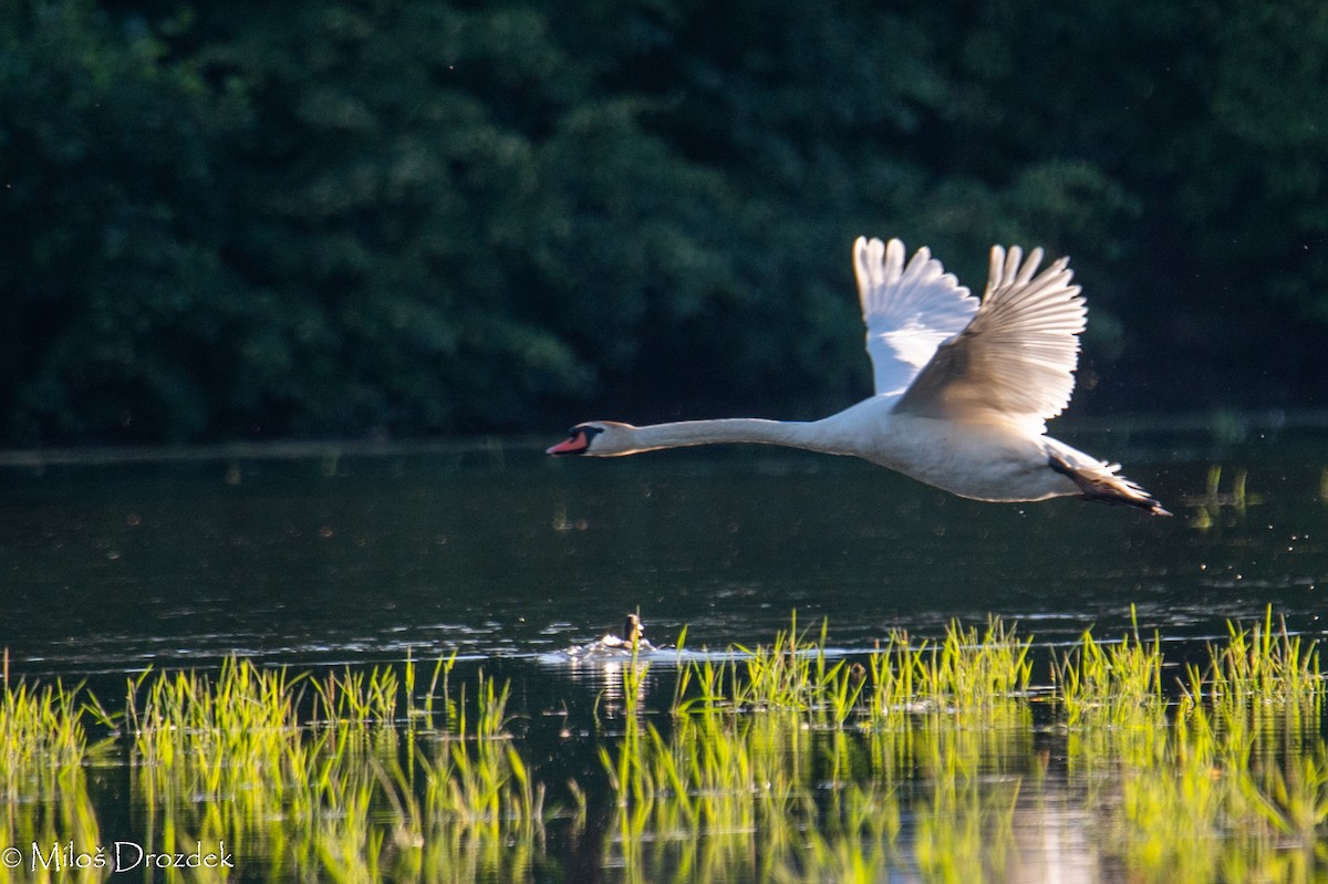 Mute Swan - ML620831151